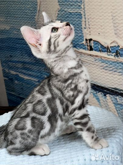 Бенгальские кошки