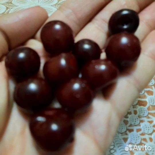 Вишня ягода