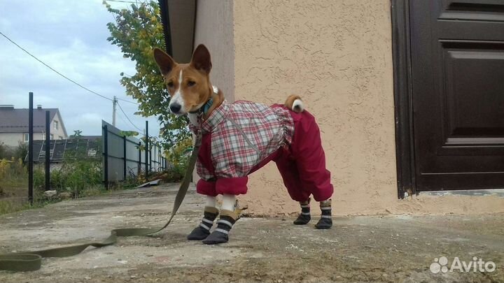 Комбинезон для басенджи девочки
