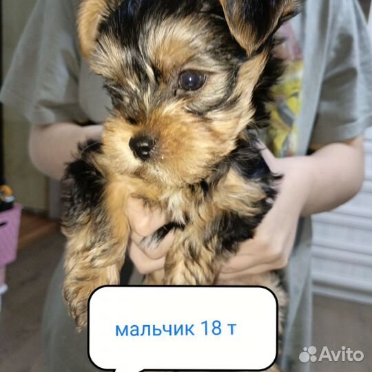 Йоркширский терьер щенки мини стандарт