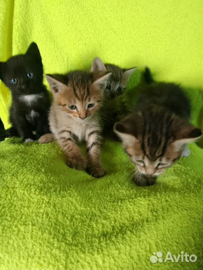 Котята бесплатно
