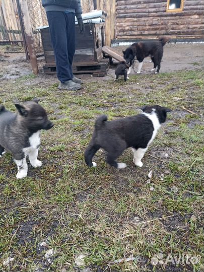 Щенки Лайки