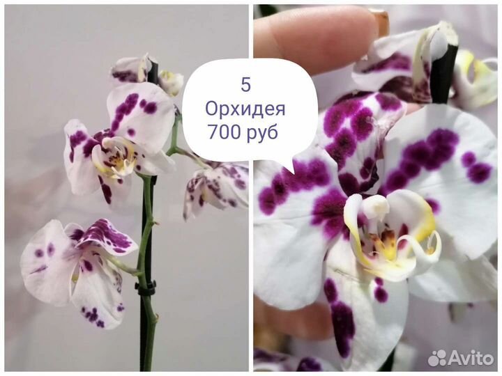 Продажа орхидей