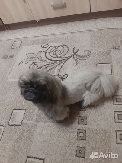 Вязка пекинес