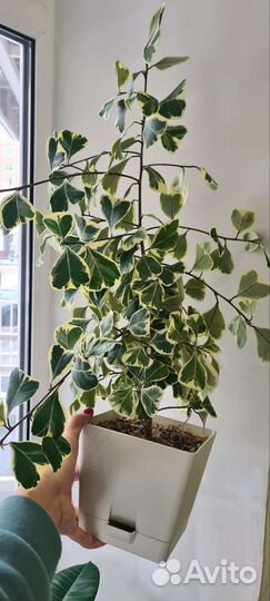 Фикус Тринова вариегатный белый