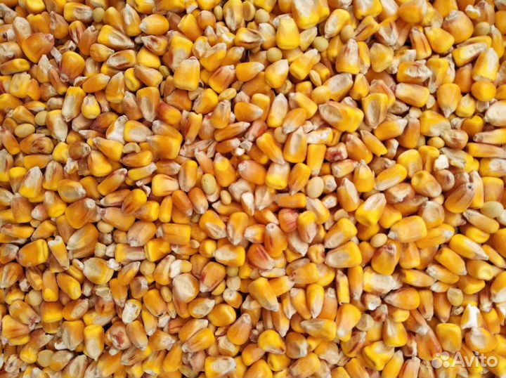 Зерно и зерносмесь каллорийная в х. Потапов