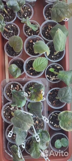 Укорененные листики фиалок