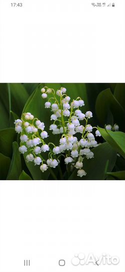 Цветы садовые.Примула,ландыш,сентябрины