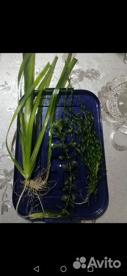 Аквариумные растения