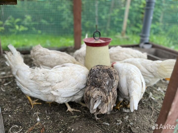 Куры несушки