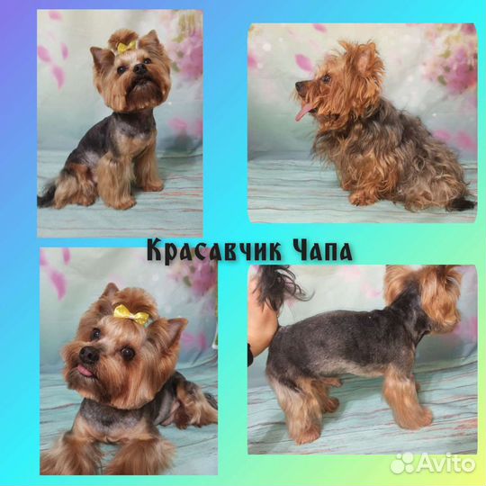 Стрижка (Груминг) животных