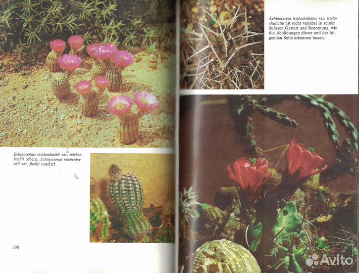 Выносливые кактусы Winterharte Kakteen