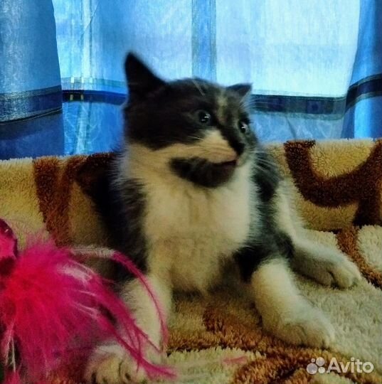 Котенок, 2 мес