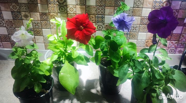 Вегетативная петуния