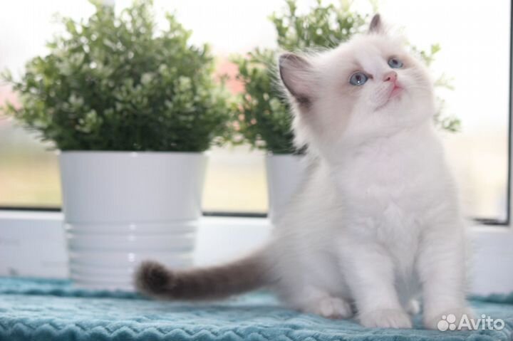 Котята рэгдолл