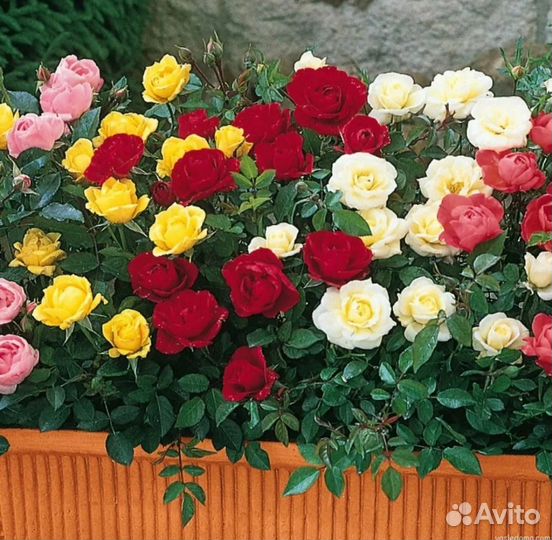 Саженцы Бардюрные роз