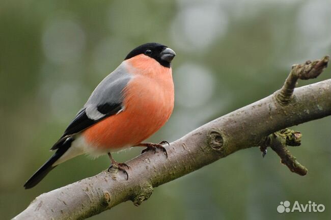 Певчие птицы