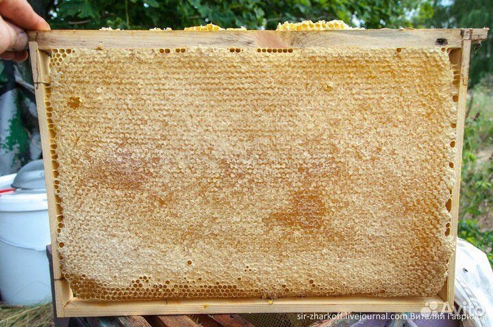 Рамки с медом