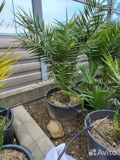 Пальма финиковая, Бутия, Вашингтония в ёмкостях