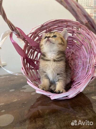 Котята золотая шиншилла