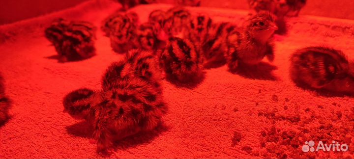 Перепëлки инкубационное яйцо цыплята будут курочки