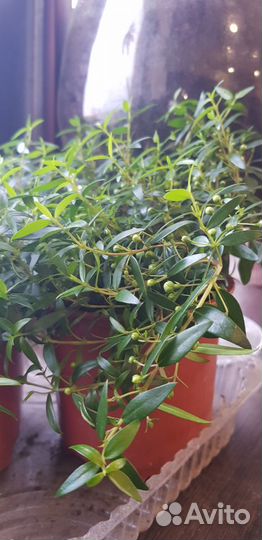 Банан, Маракуйя, Олива, Кофе, Мирт и т.п