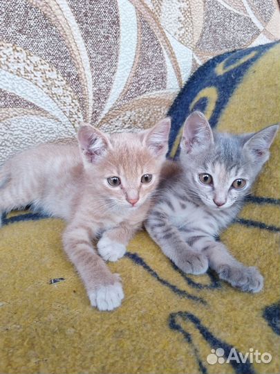 Отдам бесплатно