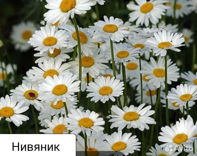 Цветы