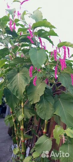 Аморантовое дерево семена