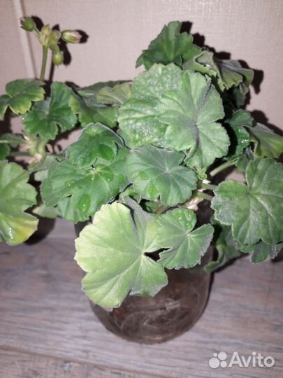 Герань пеларгония