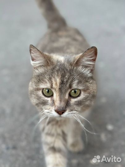 Кошка в добрые руки