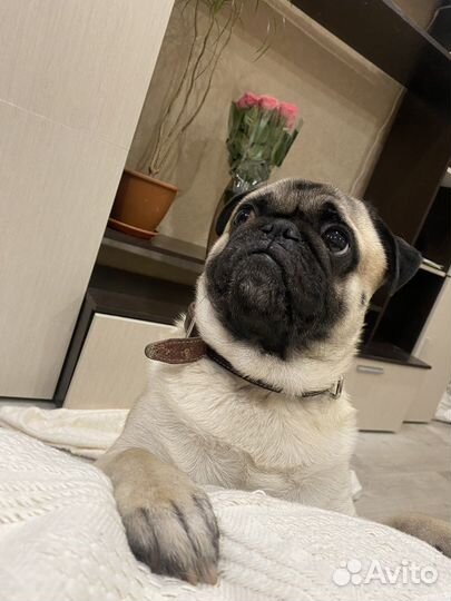 Мопс вязка мальчик