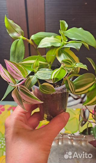 Традесканция, Рэо золотой и розовый, коллизия