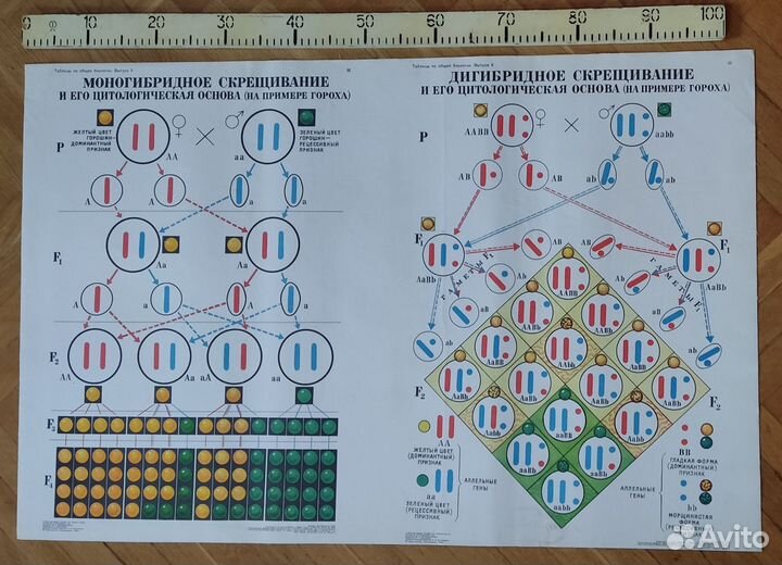 Плакаты (таблицы) учебные (биология) ч.1