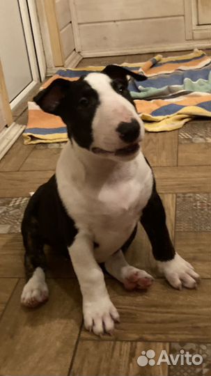 Бультерьер