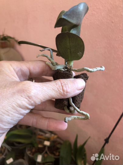 Орхидея Фаленопсис