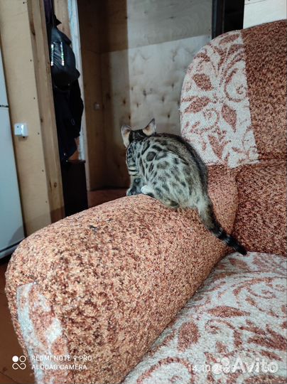 Бенгальские котята серебро