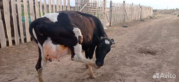 Коровы с телятами