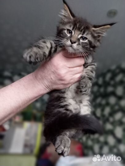 Котята мейн-кун