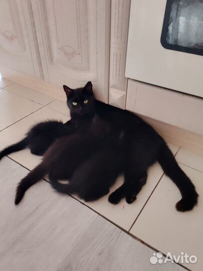 Черные котята