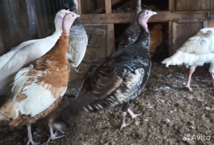 Инкубационное яйцо индейки