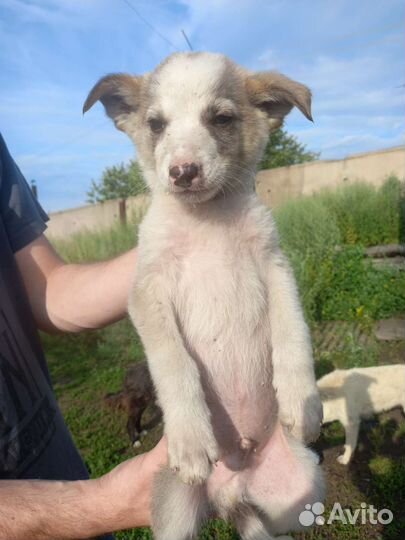 Щенок мальчик