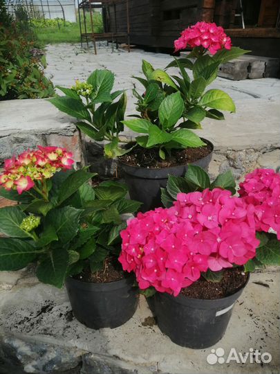 Гортензия крупнолистная саженцы