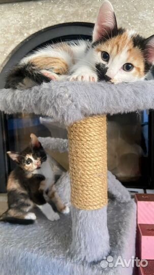 Отдам в добрые руки