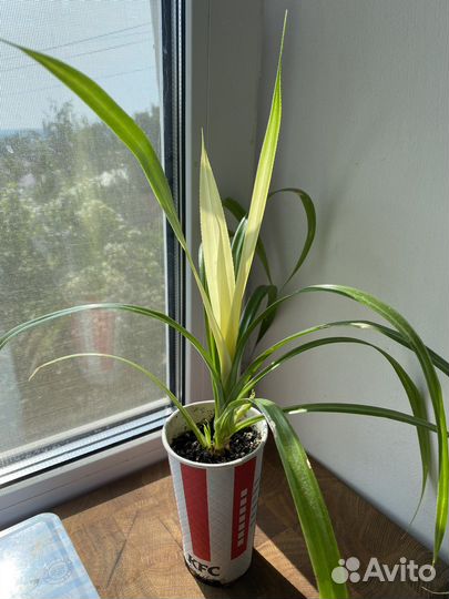 Комнатное растение Пандан (панданус)