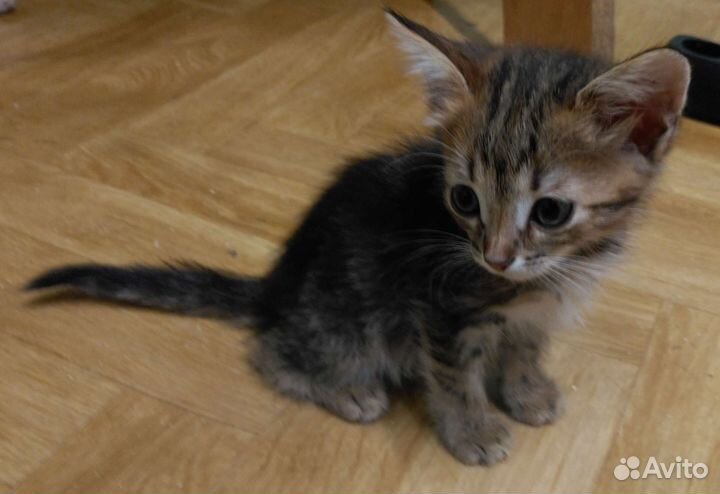Котенок ищет любящий дом
