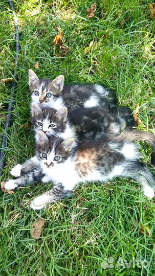 Котята в дар