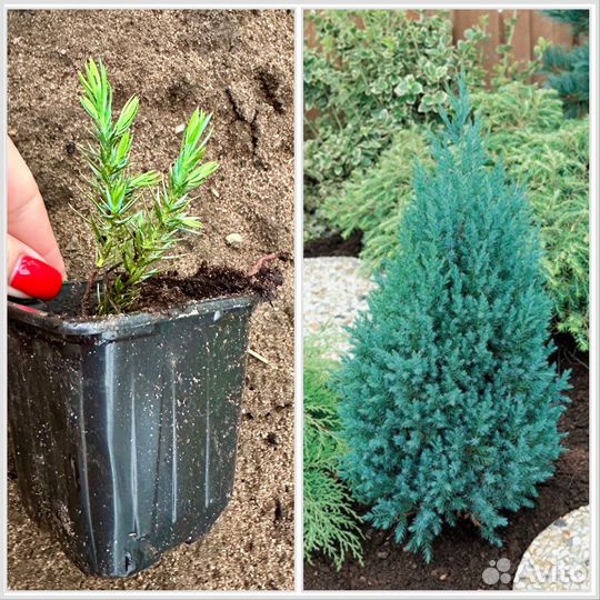 Можжевельник стрикта