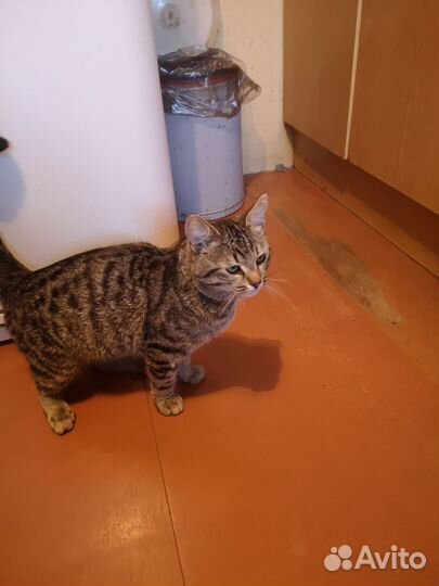 Молодой котик
