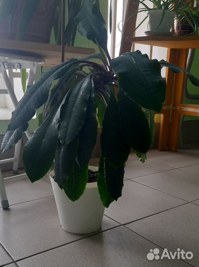 Молочай беложилковый